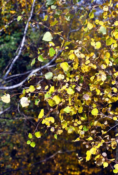 Árbol con hojas amarillas a la luz del sol — Foto de Stock