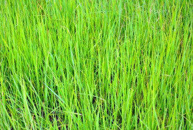 Tasarımınız için canlı yeşil çimlere sahip soyut arkaplan