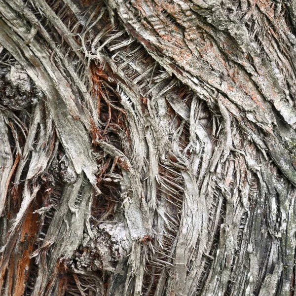 Абстрактний фон з корою дерева для вашого дизайну — стокове фото