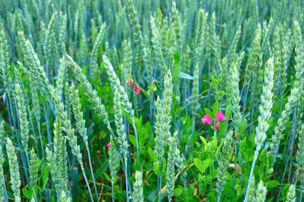 Sfondo astratto con grano verde per il vostro disegno — Foto Stock