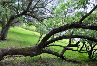 Tasarımınız için yeşil bir tepede yetişen ağaçlar