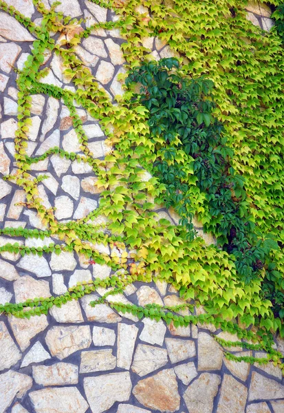 Zeď s břečťan roste na něj pro návrh — Stock fotografie