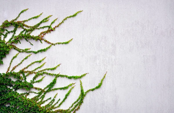 Abstract background with stone wall and ivy on it — Stock fotografie