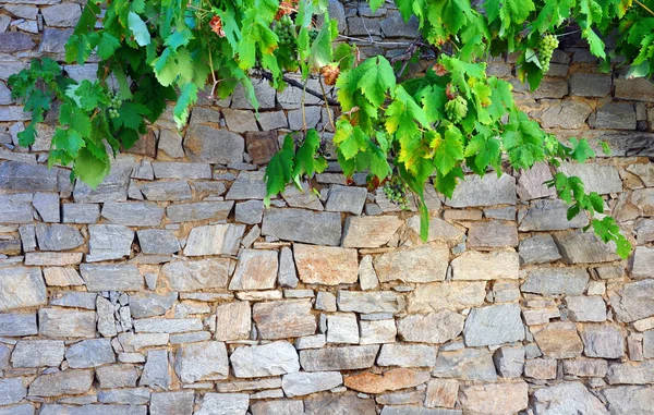 Stone wall with grape growing on it — Stock Photo, Image