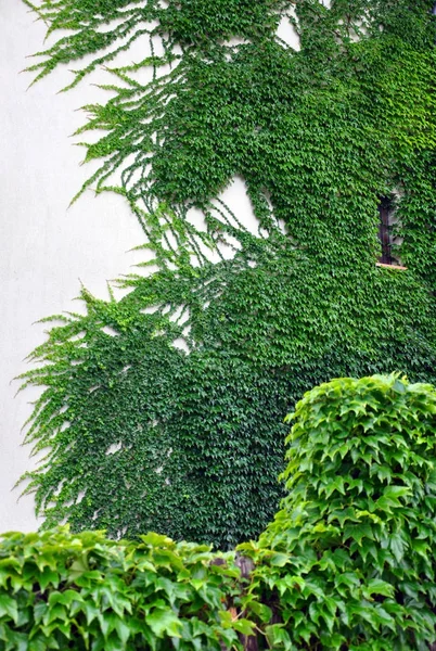 Wall with ivy growing on it for your design — Stock Photo, Image