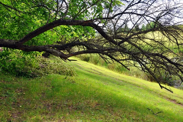 Árboles que crecen en una colina verde para su diseño — Foto de Stock