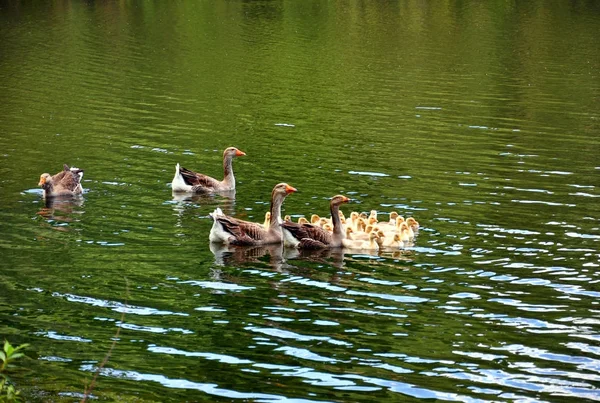 Geese floating in a river with goslings — Stock Photo, Image