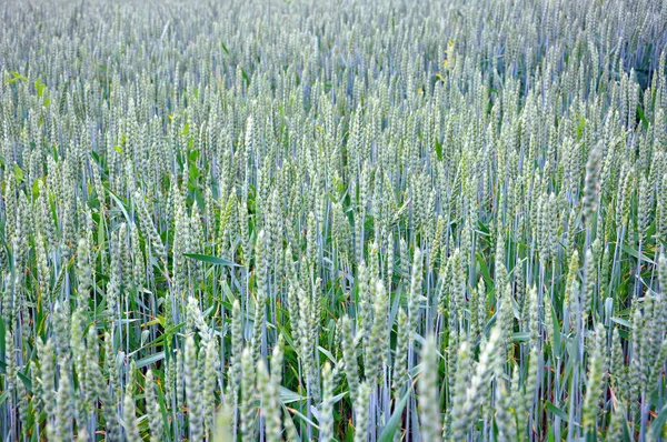 Sfondo astratto con grano verde per il vostro disegno — Foto Stock