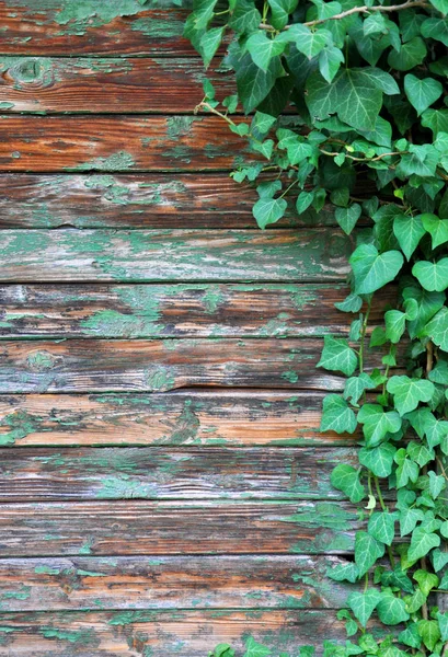 Pared Con Hiedra Creciendo Ella Para Diseño —  Fotos de Stock