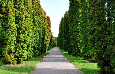 Asfalt yol ile her iki tarafta büyüyen ağaçlar