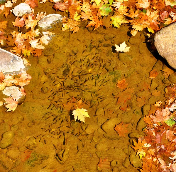 a flock of small fish in a mountain stream with fallen autumn leaves