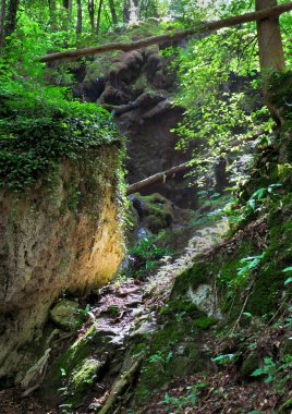 Peri orman manzara tasarımınız için