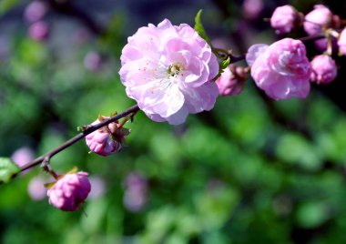 çiçekli çalı yabani gül
