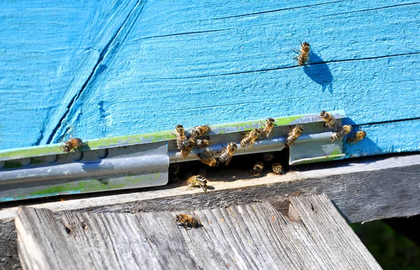 Bee Hive Bees — Stock Photo, Image