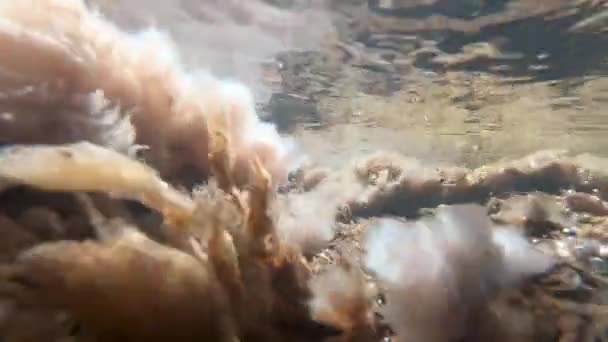 Algues fluviales se balançant dans le courant. Tournage sous-marin 