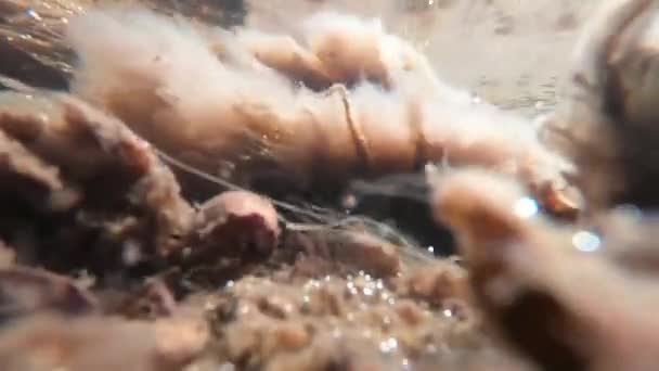 Alghe Fluviali Ondeggianti Nel Flusso Del Torrente Sparatoria Subacquea — Video Stock