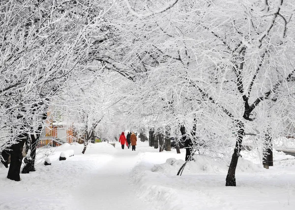 Piękne Drzewa Pokryte Śniegiem Zimowym Parku Dla Twojego Projektu — Zdjęcie stockowe