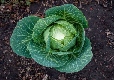 Siyah toprakta yetişen yapraklarda çiy olan yeşil sulu başlıklı lahana.