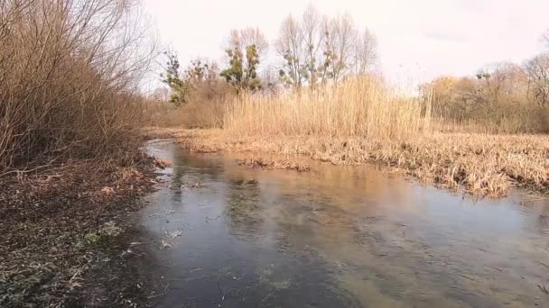 Ποταμός Ξερά Καλάμια Και Γυμνά Χειμερινά Δέντρα Τριγύρω — Αρχείο Βίντεο