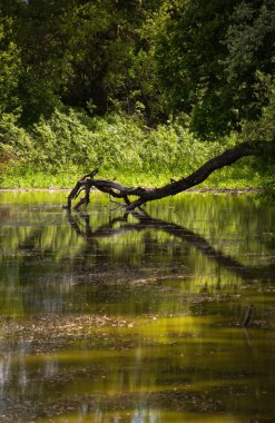 Tasarımın için nehir manzarası