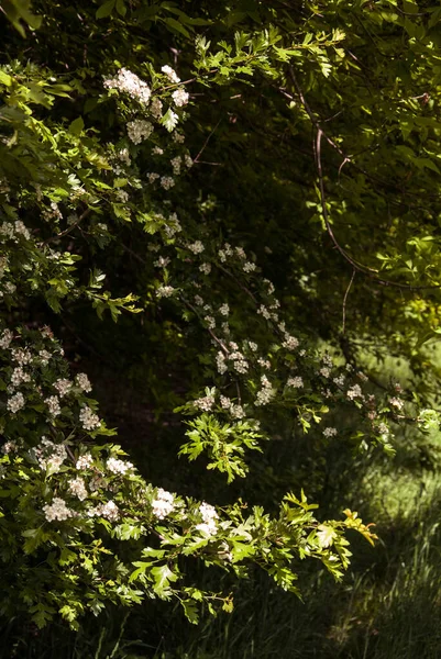 Arbusto Floração Com Flores Brancas Para Seu Projeto — Fotografia de Stock