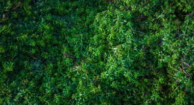Tasarımınız için parlak yeşil bitki örtüsüne sahip soyut arkaplan