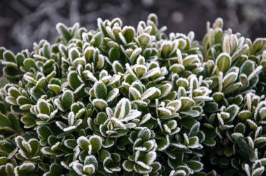 Tasarımın için buzla kaplı bir stonecrop ailesi.
