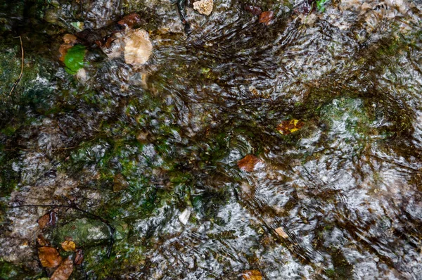 Stenen Algen Onder Het Wateroppervlak Voor Ontwerp — Stockfoto