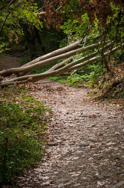 Los Árboles Caídos Bloquean Camino Bosque Montaña Para Diseño — Foto de Stock