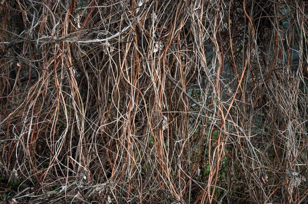 Abstraktní Pozadí Sušenými Výhonky Divokých Hroznů Pro Váš Design — Stock fotografie