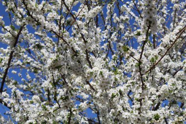 Branches of a plum in bloom with blue sky behind. Hundried of white small flowers.