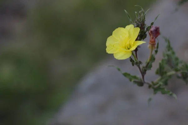 Bol Bokehli Sarı Yapraklı Yabani Çiçek Dalları Otları Kayaları Var — Stok fotoğraf