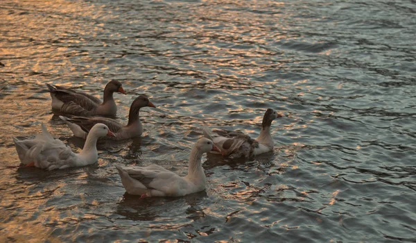 日落时分 白鹅和棕鹅在湖中游泳 — 图库照片