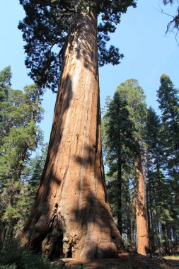 Sequoia Ulusal Parkı, Kaliforniya, ABD