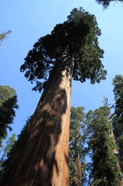 Sequoia Ulusal Parkı, Kaliforniya, ABD