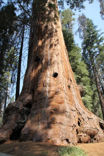 Národní Park Sequoia Kalifornii Usa — Stock fotografie