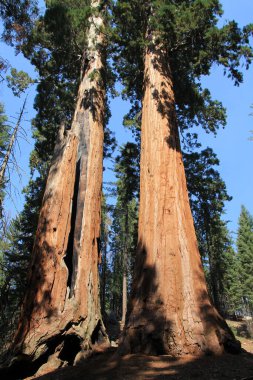 Sequoia Ulusal Parkı, Kaliforniya, ABD