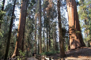 Sequoia Ulusal Parkı, Kaliforniya, ABD