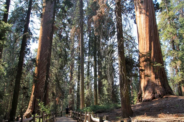 Národní Park Sequoia Kalifornii Usa — Stock fotografie