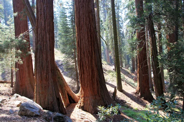 Parc National Sequoia Californie États Unis — Photo