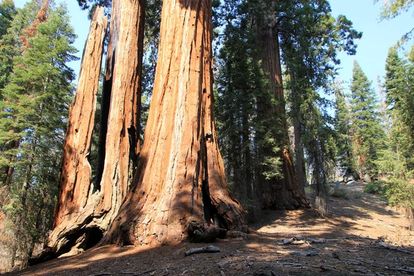 Parc National Sequoia Californie États Unis — Photo