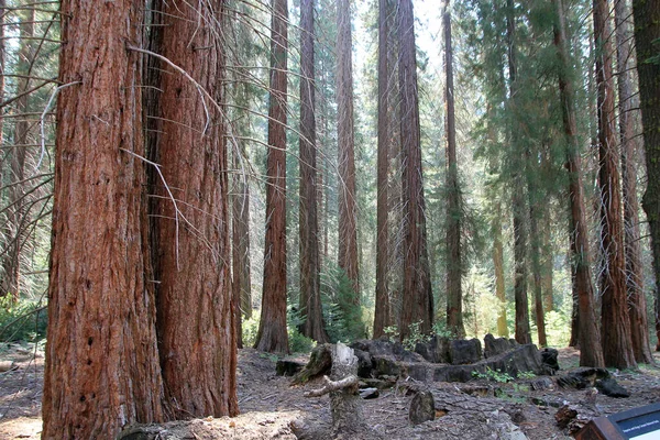 Národní Park Sequoia Kalifornii Usa — Stock fotografie