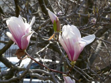 Çiçek açan manolya ağacının pembe çiçekleri
