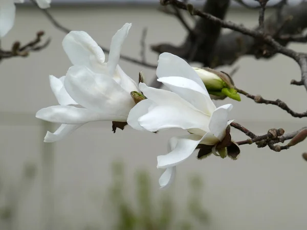Flores Brancas Árvore Magnólia Florescente — Fotografia de Stock
