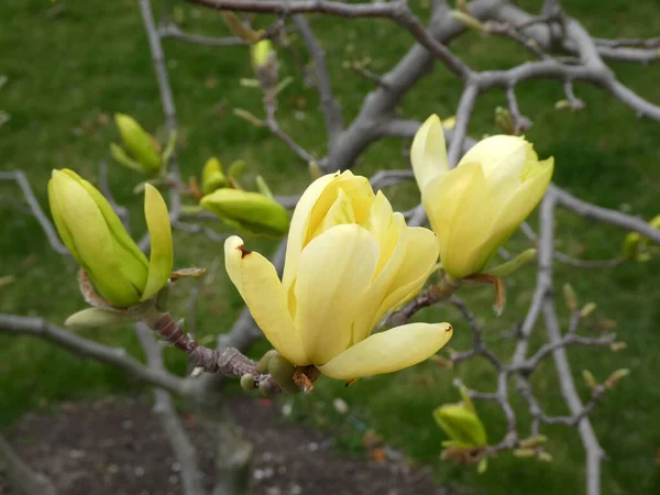Gula Blommor Blommande Magnolia Träd — Stockfoto