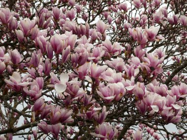 Çiçek arkaplanı olarak çiçek açan manolya ağacının pembe çiçekleri