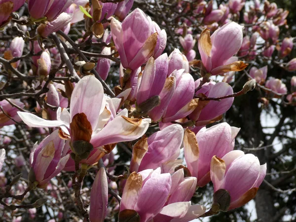 Flores Cor Rosa Árvore Magnólia Florescendo Como Fundo Floral — Fotografia de Stock