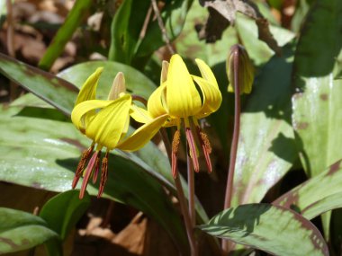 İki sarı bahar çiçeği.