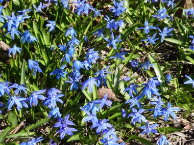 İlk bahar çiçekleri çiçek arkaplanı olarak