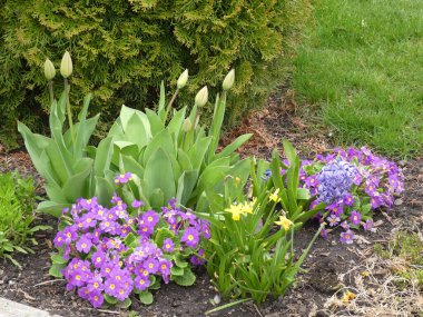 Çiçek tarhında renkli çiçekler